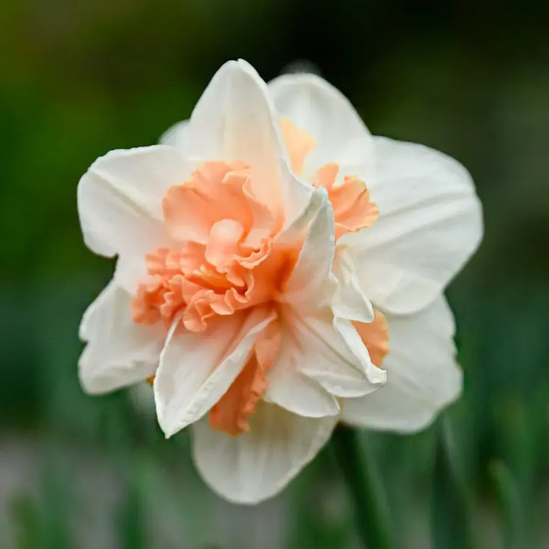 Narcisse double 'Delnashaugh' - Narcissus | Achat direct au producteur