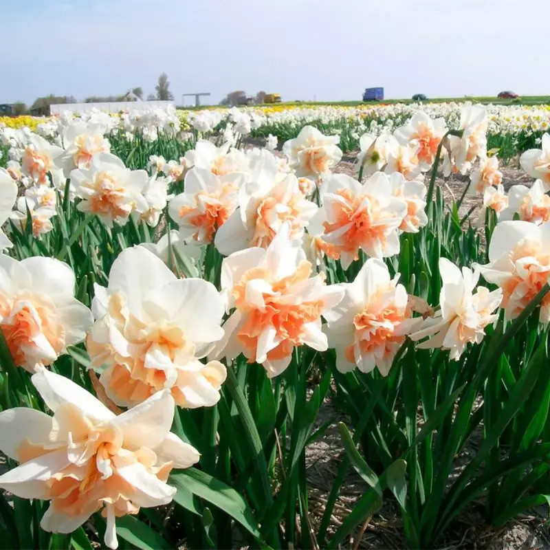 Narcisse double 'Delnashaugh' - Narcissus | Achat direct au producteur