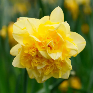 Narcisse double 'Dick Wilden' - Narcissus | Achat direct au producteur