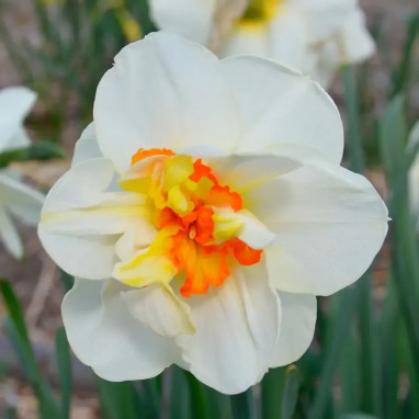 Narcisse Double 'Flower Drift' - Narcissus | Achat direct au producteur