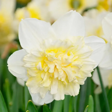 Narcisse Double 'Ice King' - Narcissus | Achat direct au producteur