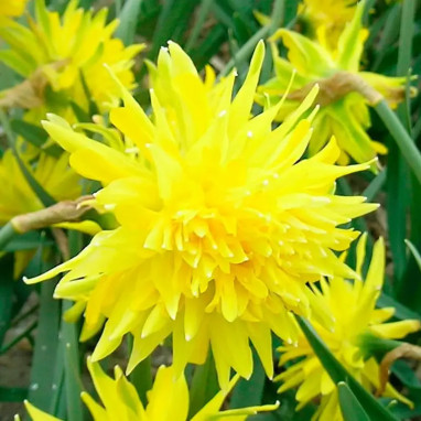 Narcisse Double 'Rip Van Winkle' - Narcissus | Achat producteur