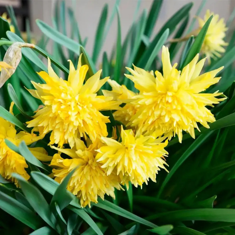 Narcisse Double 'Rip Van Winkle' - Narcissus | Achat producteur