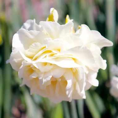Narcisse double Obdam - Narcissus | Achat direct au producteur
