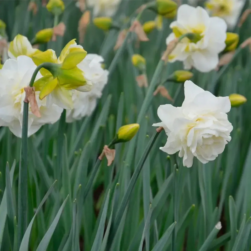 Narcisse double Obdam - Narcissus | Achat direct au producteur