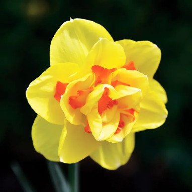 Narcisse Double Tahiti - Narcissus | Achat direct au producteur