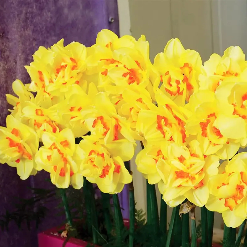 Narcisse Double Tahiti - Narcissus | Achat direct au producteur