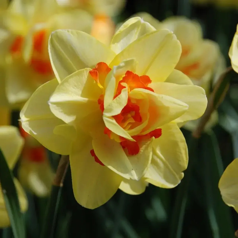 Narcisse Double Tahiti - Narcissus | Achat direct au producteur