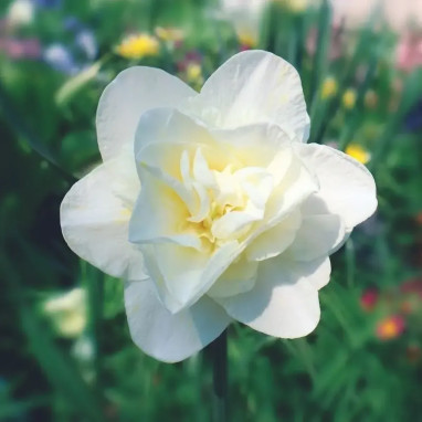 Narcisse Double 'White Medal' - Narcissus | Achat direct au producteur