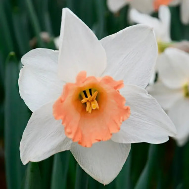Narcisse 'Accent' - Grande coupe rose | Achat direct au producteur