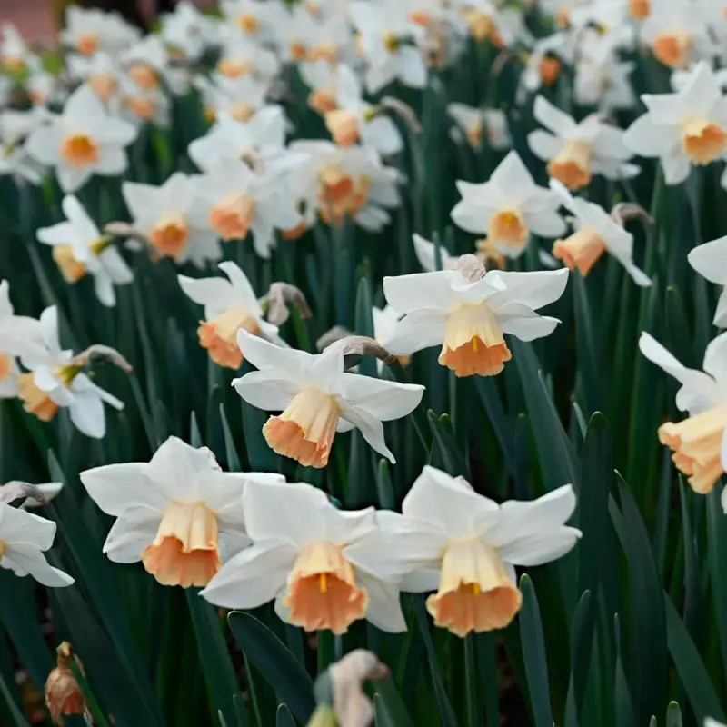 Narcisse 'Accent' - Grande coupe rose | Achat direct au producteur