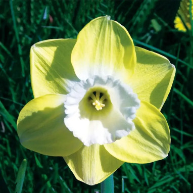 Narcisse Grande Coupe 'Avalon' - Narcissus | Achat direct au producteur