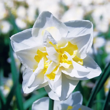 Narcisse double 'White Lion' - Narcissus | Achat direct au producteur