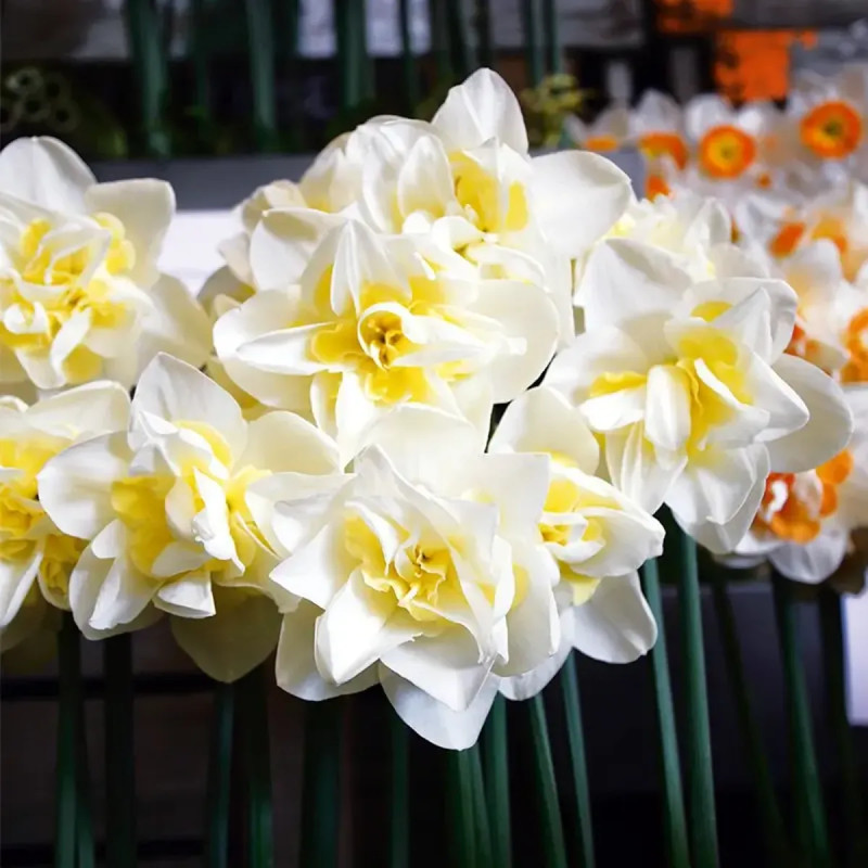 Narcisse double 'White Lion' - Narcissus | Achat direct au producteur