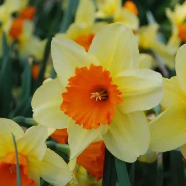 Narcisse 'Fortissimo' Grande Coupe - Narcissus | Achat producteur