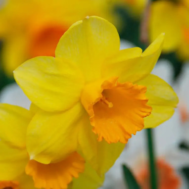 Narcisse 'Fortune' Grande Coupe - Narcissus | Achat producteur