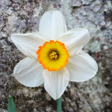 Narcisse 'Flower Record' - Narcissus | Achat direct au producteur