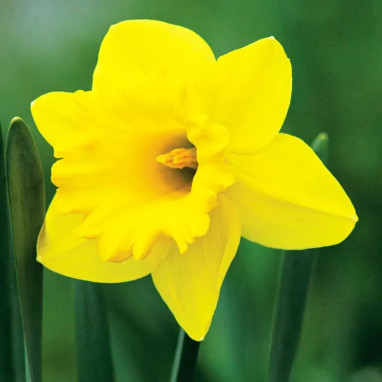 Narcisse 'Carlton' Grande Coupe - Narcissus | Achat producteur