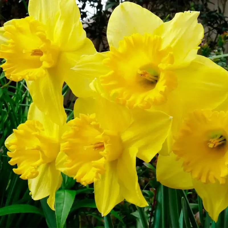 Narcisse 'Carlton' Grande Coupe - Narcissus | Achat producteur