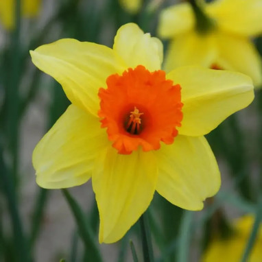 Narcisse Grande Coupe 'Juanita' - Narcissus | Achat direct au producteur