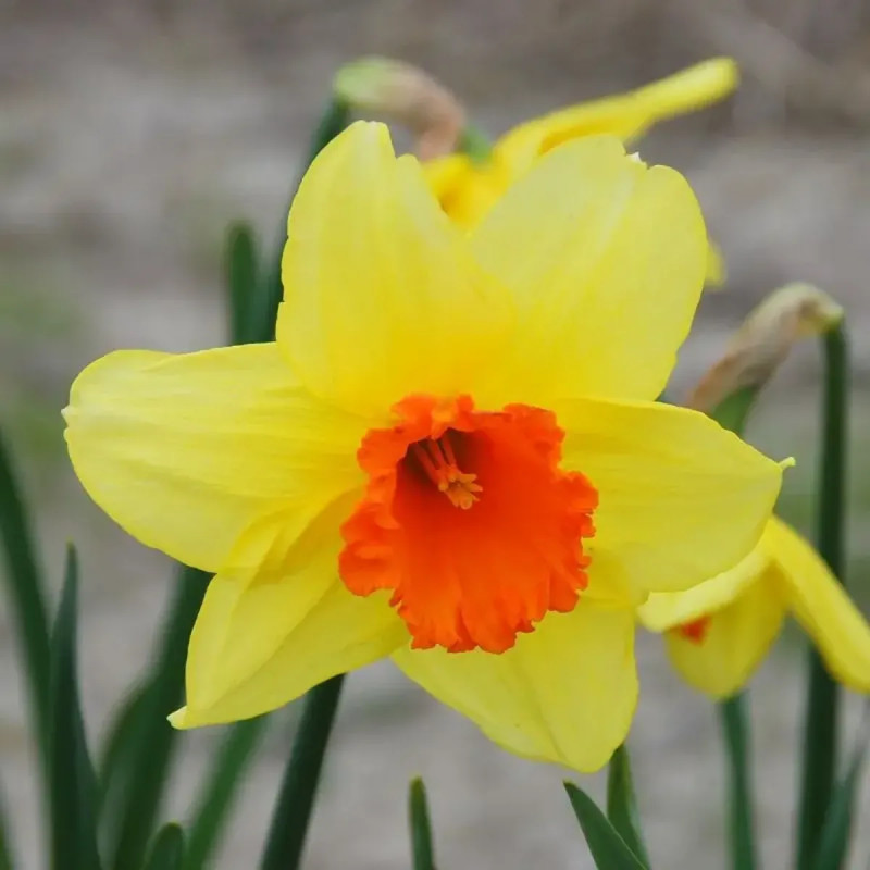 Narcisse Grande Coupe 'Juanita' - Narcissus | Achat direct au producteur