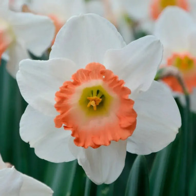 Narcisse 'Pink Charm' Grande Coupe - Narcissus | Achat producteur