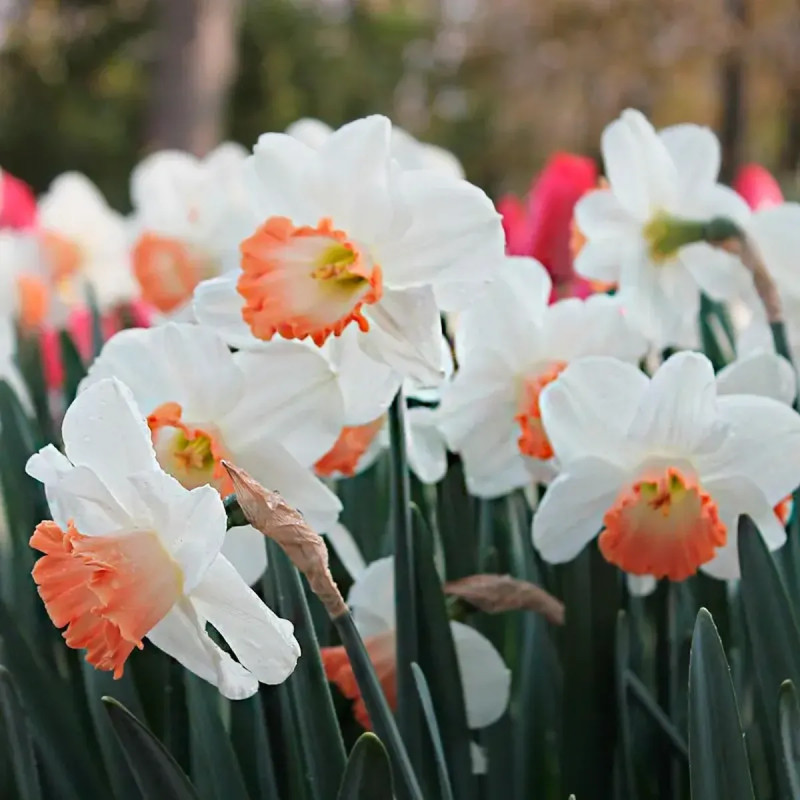Narcisse 'Pink Charm' Grande Coupe - Narcissus | Achat producteur