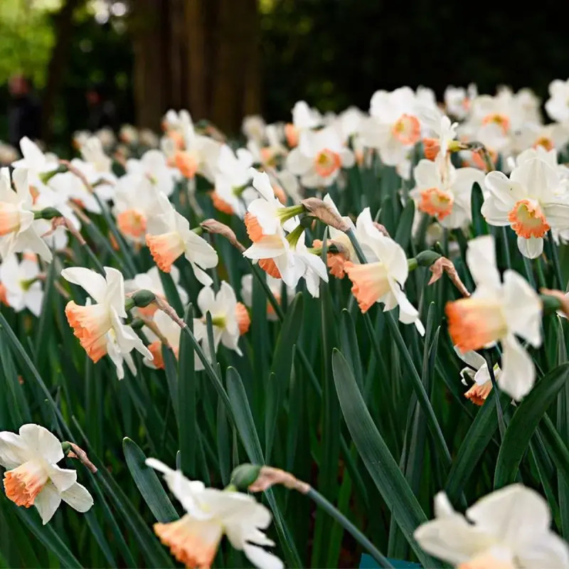 Narcisse 'Pink Charm' Grande Coupe - Narcissus | Achat producteur