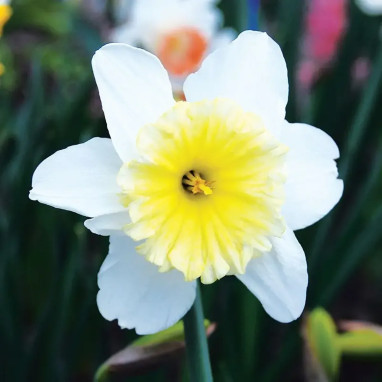 Narcisse 'Ice Follies' - Narcissus | Achat direct au producteur