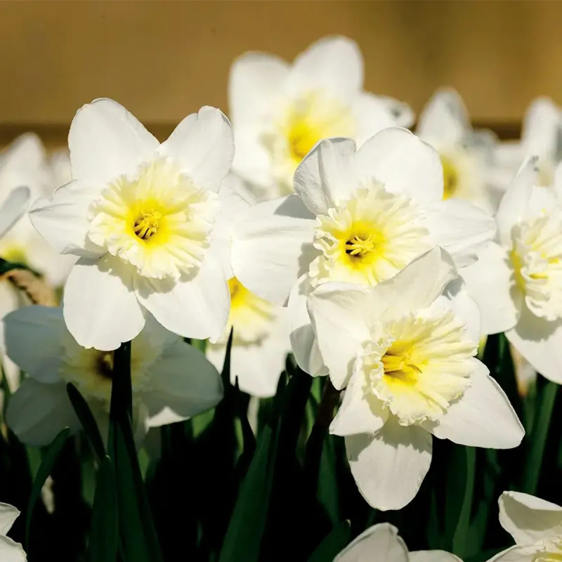 Narcisse 'Ice Follies' - Narcissus | Achat direct au producteur