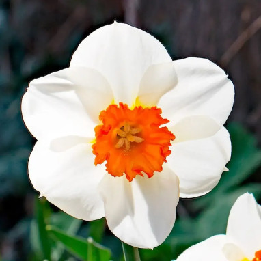 Narcisse 'Professeur Einstein' - Narcissus | Achat direct au producteur