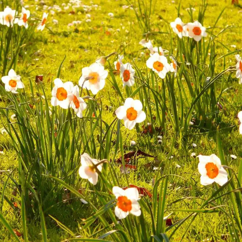 Narcisse 'Professeur Einstein' - Narcissus | Achat direct au producteur