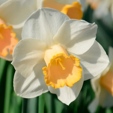 Narcisse 'Salomé' Grande Coupe - Narcissus | Achat producteur