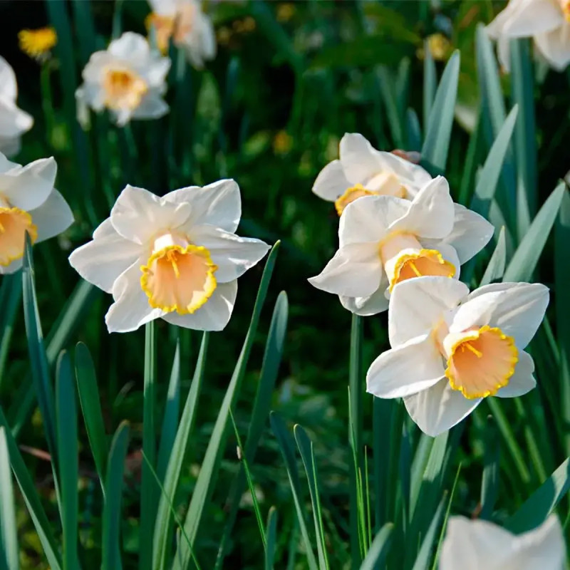Narcisse 'Salomé' Grande Coupe - Narcissus | Achat producteur