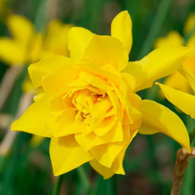 Narcisse Jonquille Campernelle Double - Narcissus | Achat producteur