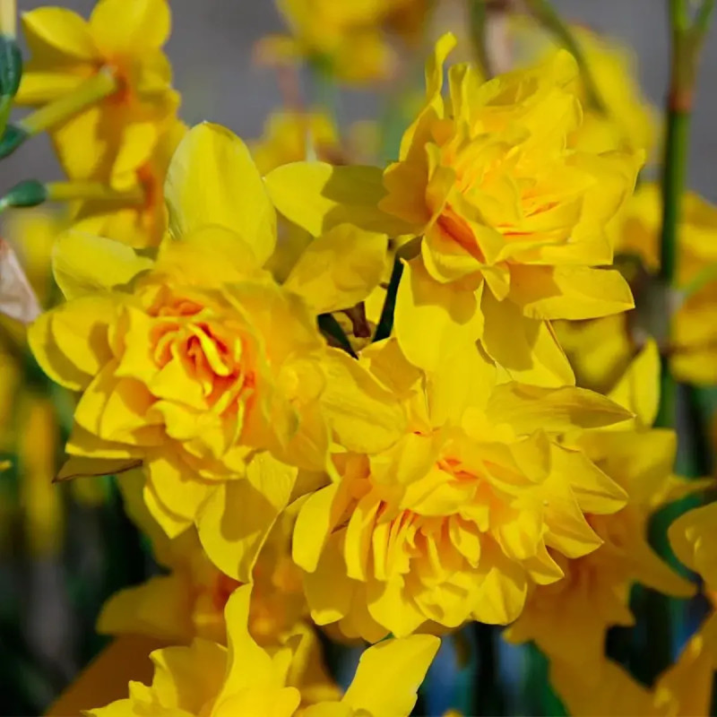 Narcisse Jonquille Campernelle Double - Narcissus | Achat producteur