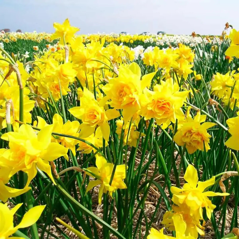 Narcisse Jonquille Campernelle Double - Narcissus | Achat producteur