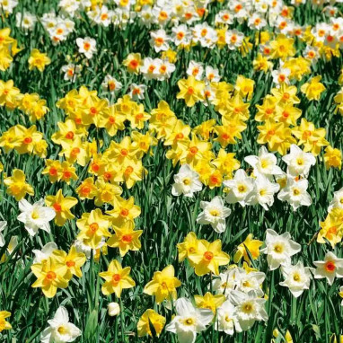 Narcisse Grande Coupe Mélange - Narcissus | Achat direct au producteur