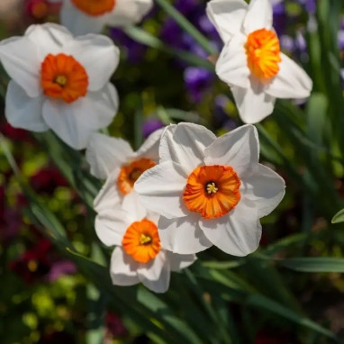 Narcisse 'Barrett Browning' - Narcissus | Achat direct au producteur