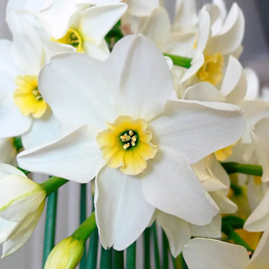 Narcisse Petite Coupe 'Lieke' - Narcissus | Achat direct au producteur