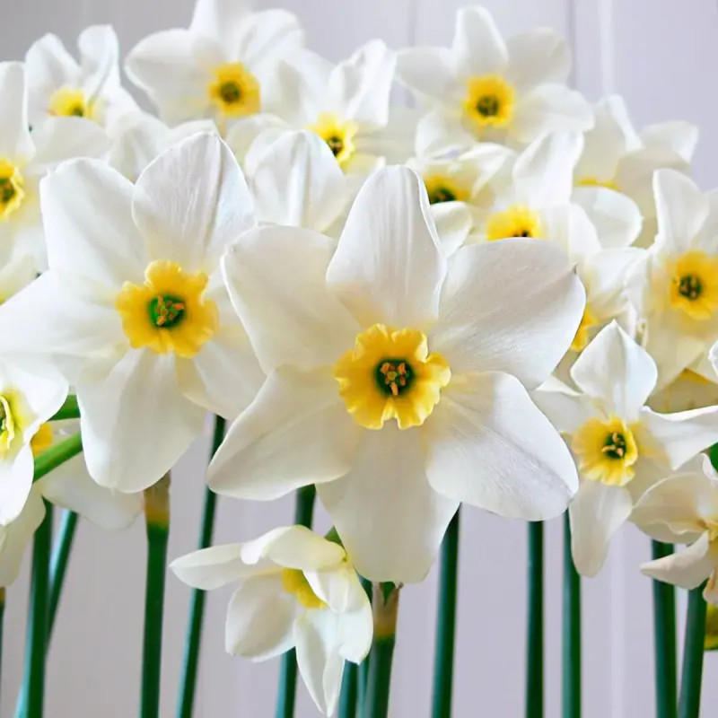 Narcisse Petite Coupe 'Lieke' - Narcissus | Achat direct au producteur