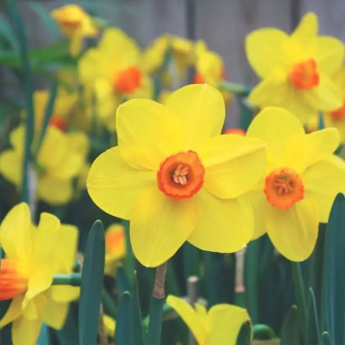 Narcisse Petite Coupe 'Sealing Wax' - Narcissus | Achat producteur