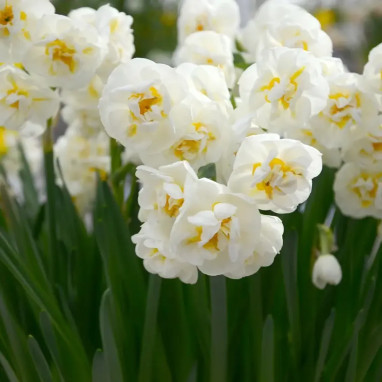 Narcisse 'Bridal Crown' - Narcissus | Achat direct au producteur