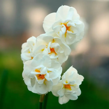 Narcisse 'Double Cheerfulness' - Narcissus | Achat producteur