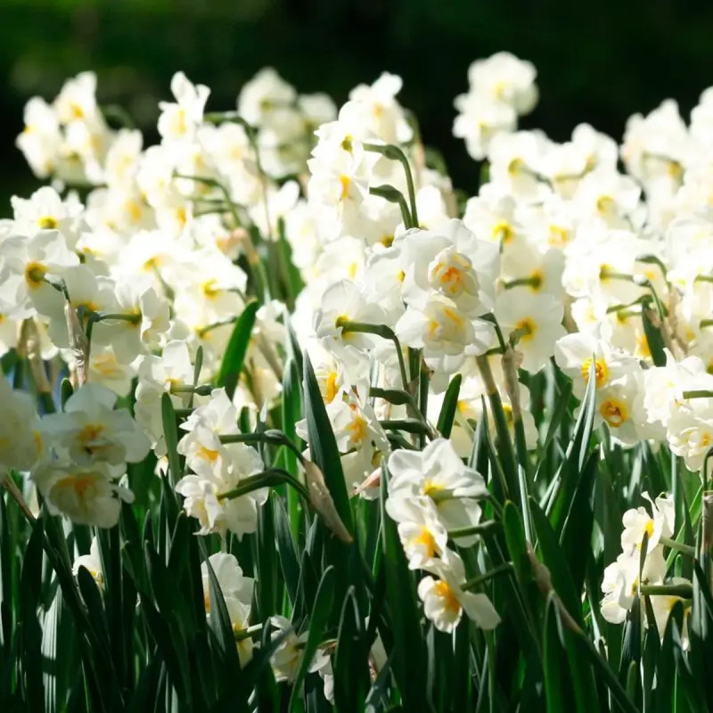 Narcisse 'Double Cheerfulness' - Narcissus | Achat producteur