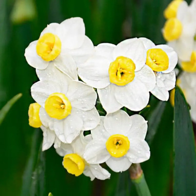 Narcisse Pluriflore Avalanche - Narcissus | Achat direct au producteur