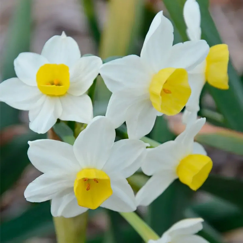 Narcisse Pluriflore Avalanche - Narcissus | Achat direct au producteur