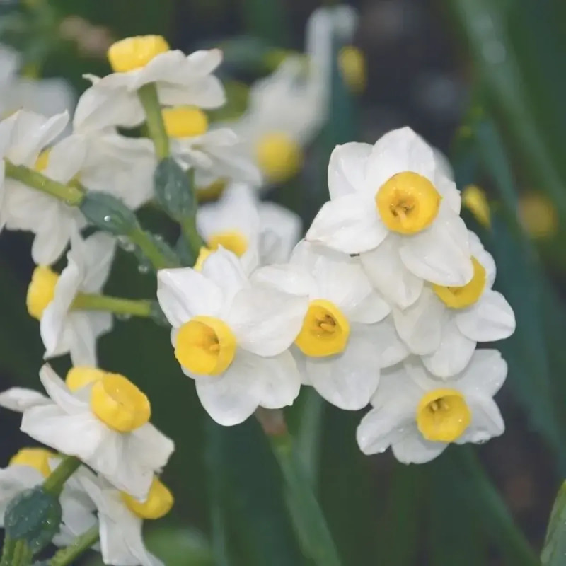 Narcisse Pluriflore Avalanche - Narcissus | Achat direct au producteur