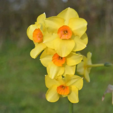 Narcisse pluriflore 'Martinette' - Narcissus | Achat direct au producteur