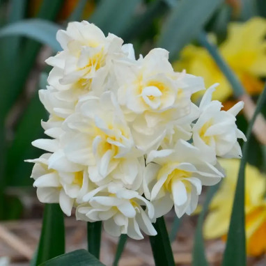 Narcisse 'Erlicheer' - Narcissus | Achat direct au producteur
